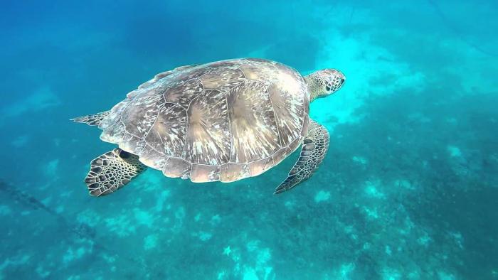 Le plan national d'actions tortues marines des Antilles Françaises reconduit pour 5 ans