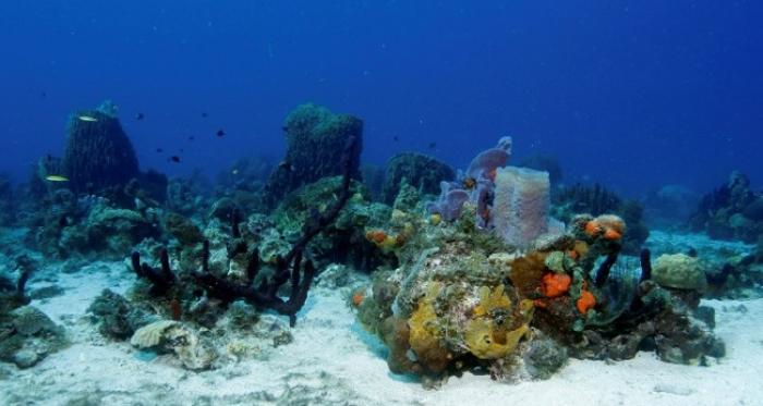 Le projet de parc naturel marin de la Martinique avance