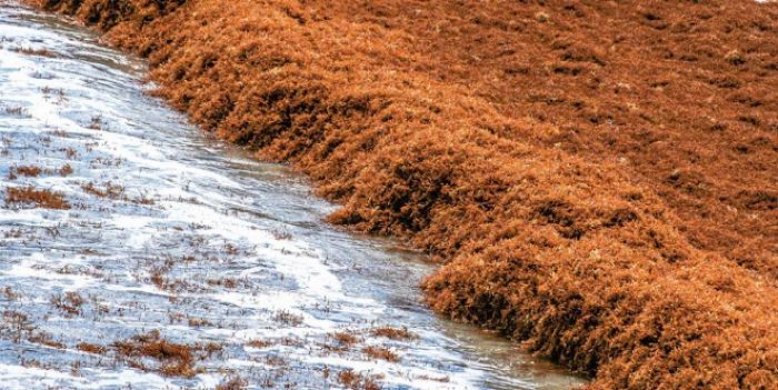 Le réseau de capteurs sargasses entièrement déployé