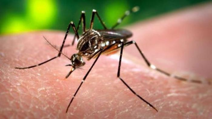 Le Zika et son impact sur le don du sang en Guadeloupe