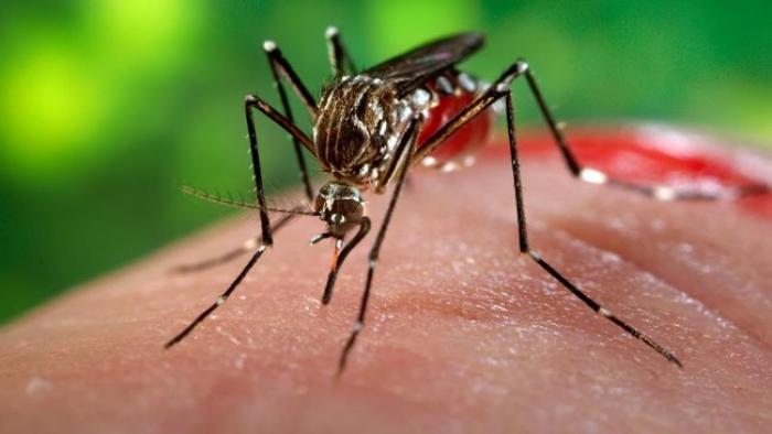 Le zika gagne encore du terrain en Guadeloupe