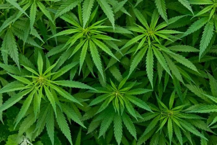 Les 2 chauffeurs de bus avaient bien fumé du cannabis
