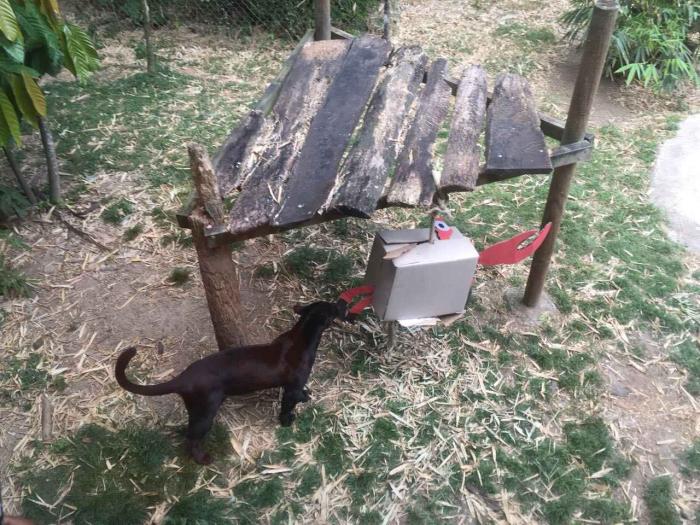 Les animaux du Zoo de Martinique fêtent eux aussi Pâques