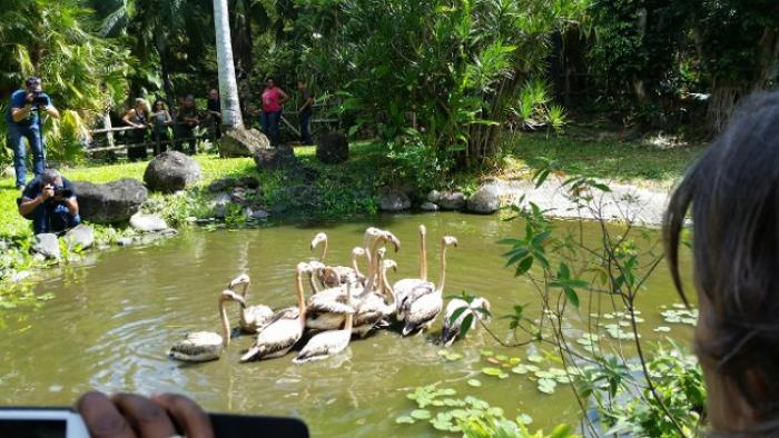 Les flamants roses font leur retour au jardin botanique de Deshaies
