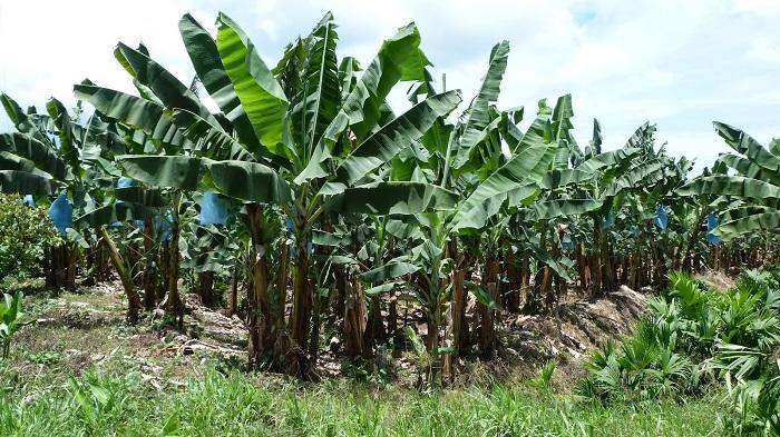 Les grévistes de la banane bloquent le port