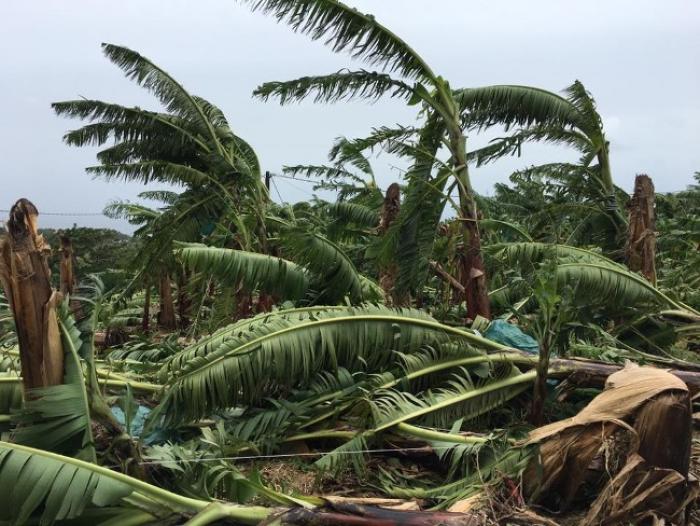 Les planteurs de banane veulent la reconnaissance de l'état de catastrophe naturelle