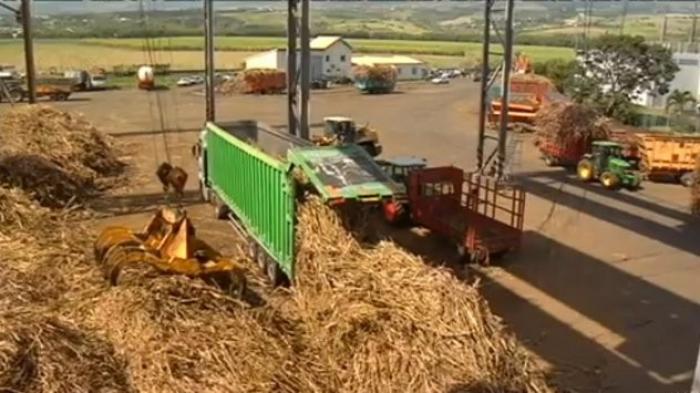 Les planteurs de la filière canne inquiets quant à leur avenir