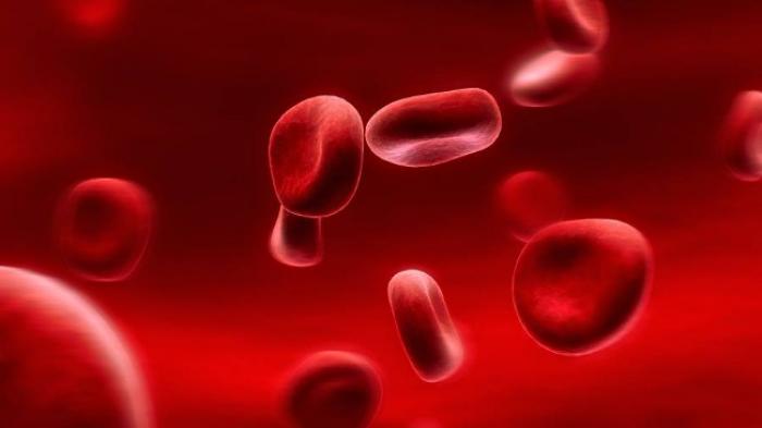 Les premières assises de la drépanocytose du 8 au 11 novembre en Guadeloupe