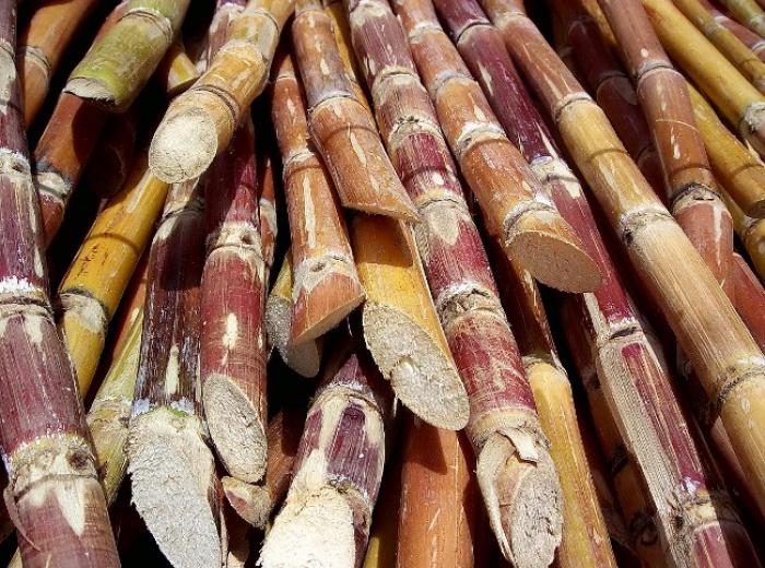 Les producteurs de canne s'attendent à une bonne récolte 2016