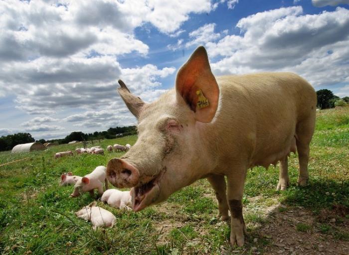 Les salariés de Martinique Nutrition Animale tirent la sonnette d'alarme