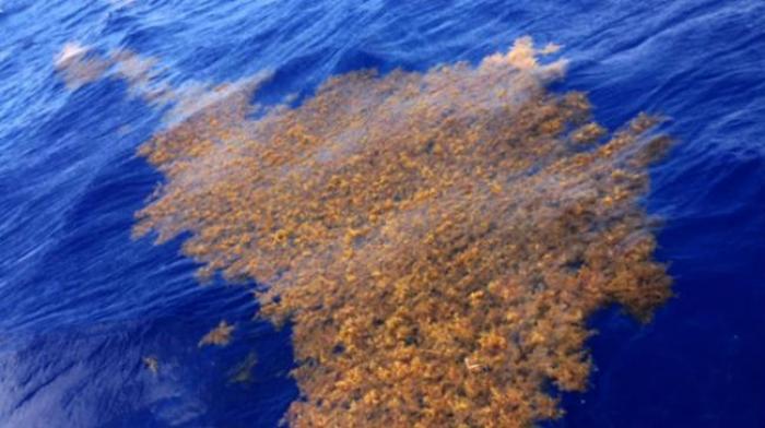 Les Sargasses affectent les marins-pêcheurs