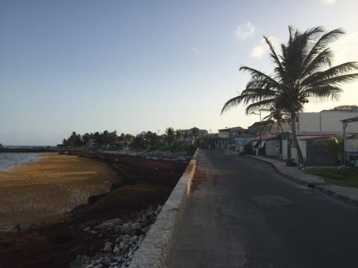 Les sargasses de retour à Marie-Galante