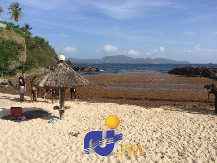 Les sargasses envahissent les plages de Schoelcher !