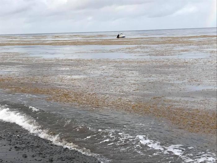 Les sargasses sur la côte Caraïbe