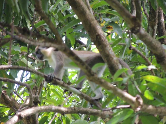 Les singes des Abymes placés sous haute surveillance