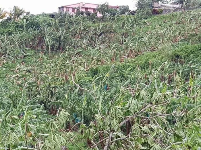 Maria : les agriculteurs ont jusqu'au 20 décembre pour déclarer leurs pertes