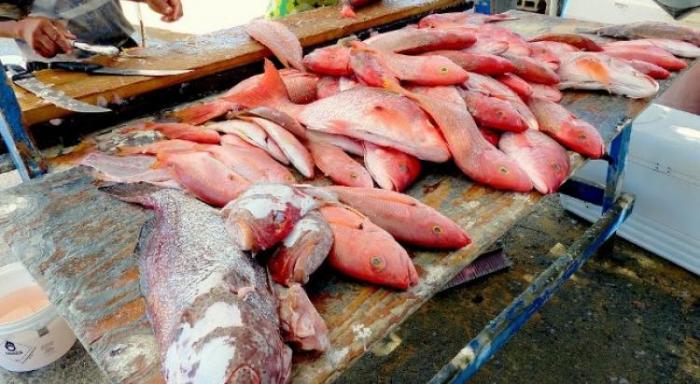 Marin Pêche et le Comité Régional des Pêches se livrent une bataille sur le prix du poisson