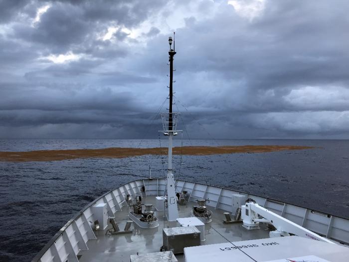 Mission sargasse dans l'Atlantique : un premier bilan