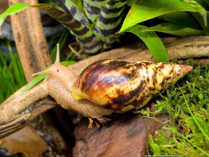 Méningites parasitaires : attention aux achatines