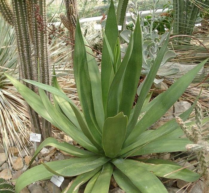 Ça pique ! Le cactus sous son meilleur jour ...