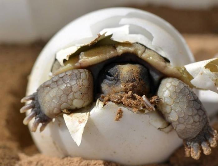 Éclosion des œufs de tortues : n'intervenez pas !