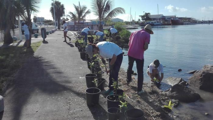 Opération de restauration de la mangrove à Bergevin