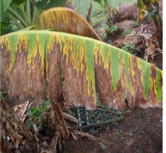 Pluie, soleil et vent, la cercosporiose noire de retour dans les bananeraies de Martinique
