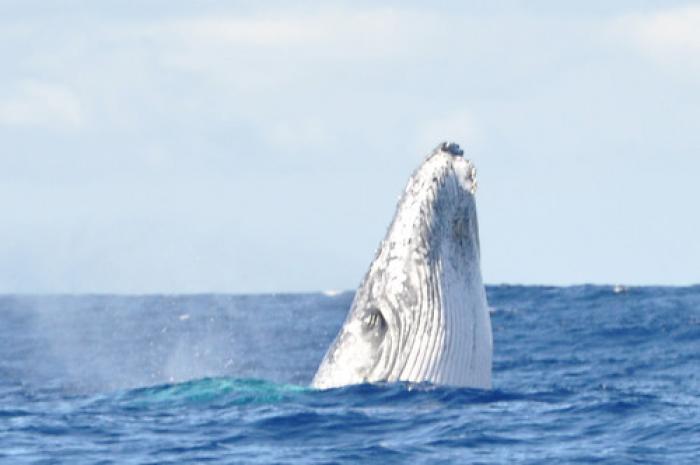 Plus de 70 spécialistes bossent sur les baleines en Guadeloupe