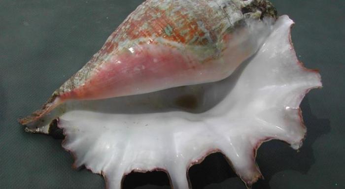 Pêche au lambi : attention à la réglementation