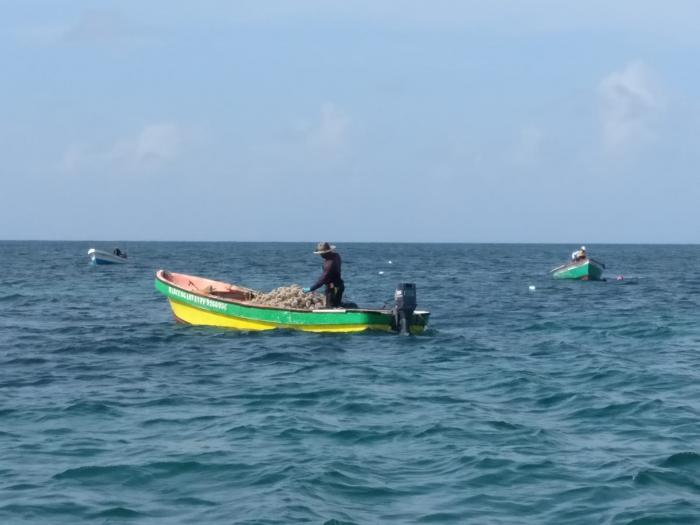 Pêche aux oursins : les pêcheurs satisfaits, des braconniers mis en fuite