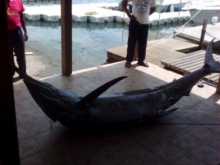 Pêche miraculeuse au large de la Martinique