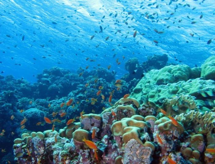 Pétition pour les récifs coralliens de la Martinique : et maintenant ?