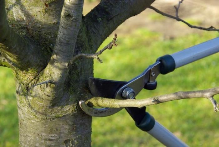 "Pour élaguer des arbres il faut avoir une formation, il faut avoir des connaissances profondes"