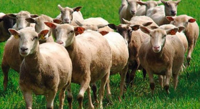 Prime aux petits ruminants : début de la campagne 2019
