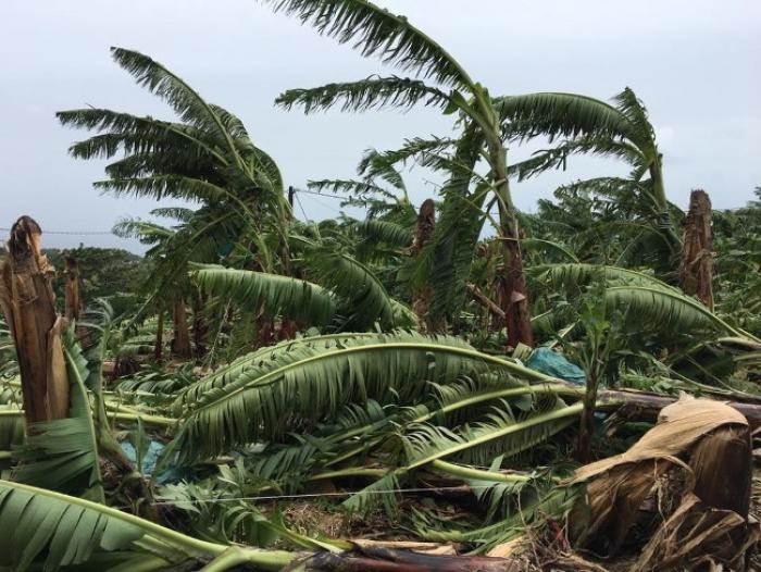 Près de 8 millions d'euros en faveur des agriculteurs victimes de Matthew