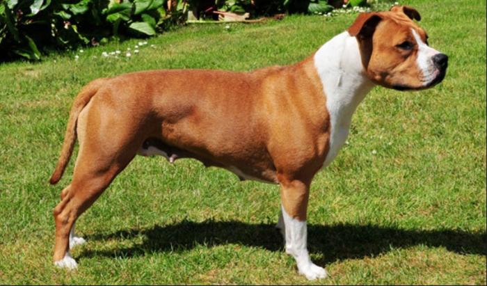 Que faire si un chien vous agresse ?