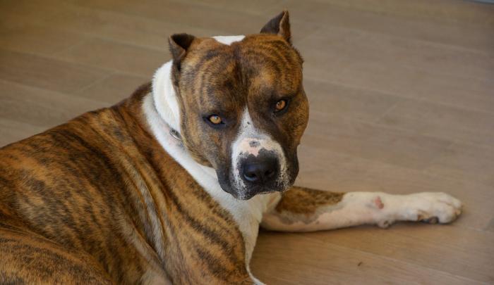 Que risque le propriétaire des chiens tueurs ?