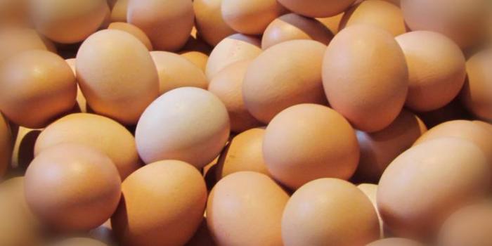 Rappel d’oeufs commercialisés "Ramade Oeufs frais"