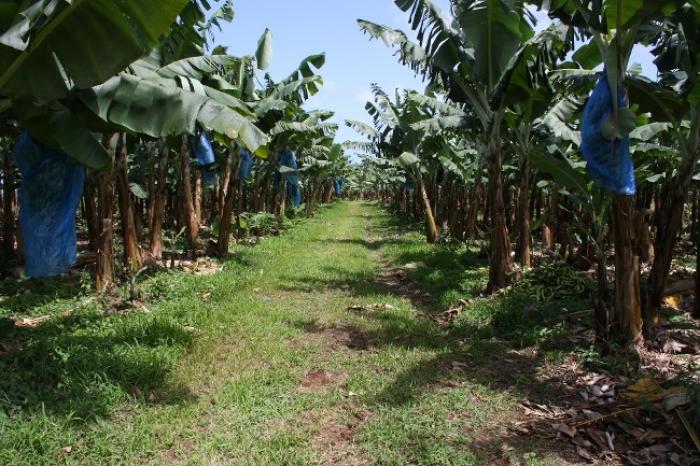Saccage de terres agricoles à Sainte-Marie