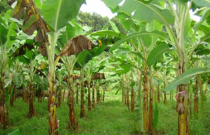 Saint-Vincent intéressé par une banane plus résistante à la Cercosporiose noire