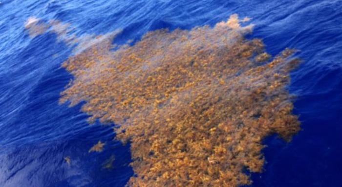 Sargasses : les nouveaux seuils d’alerte