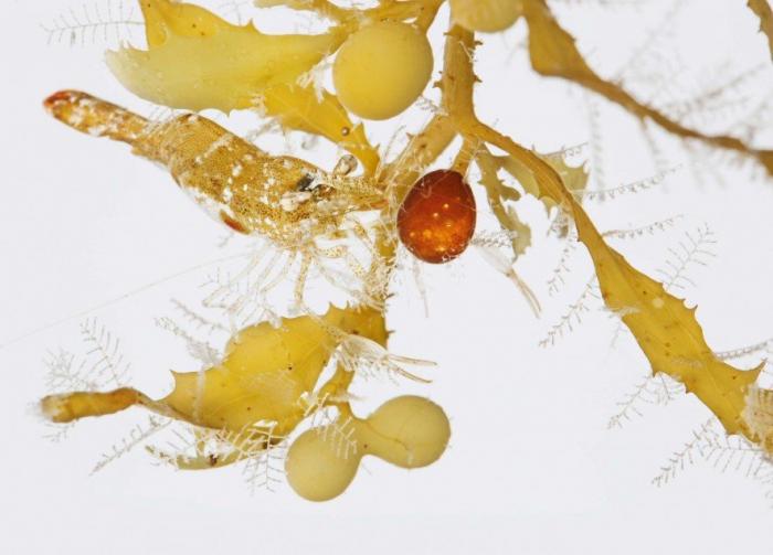 Sargasses : "un écosystème d'exception" selon un article de National Geographic