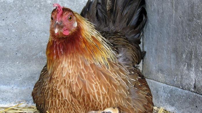 Si Cocotte me contait le compost...