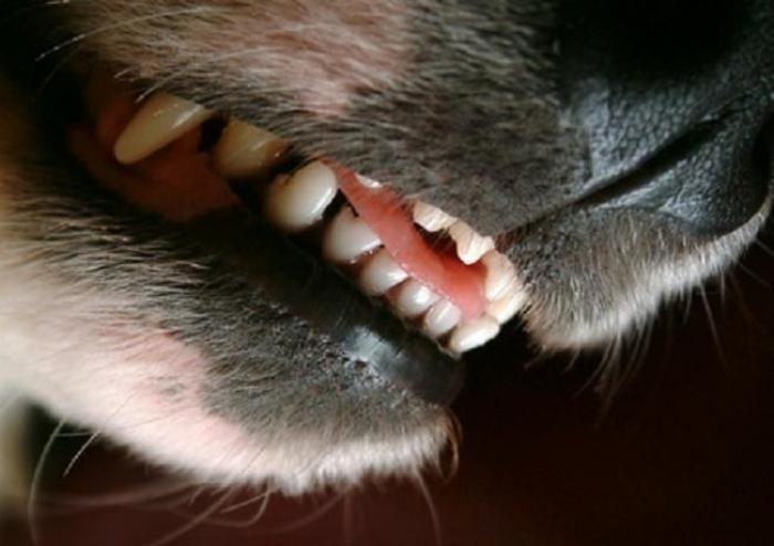 Son chien mord une fille, il est condamné en correctionnelle