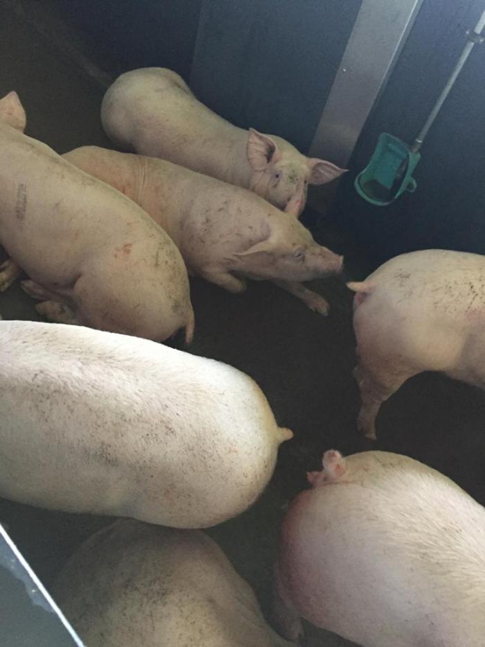Star de Noël, le porc local sera sur toutes les tables