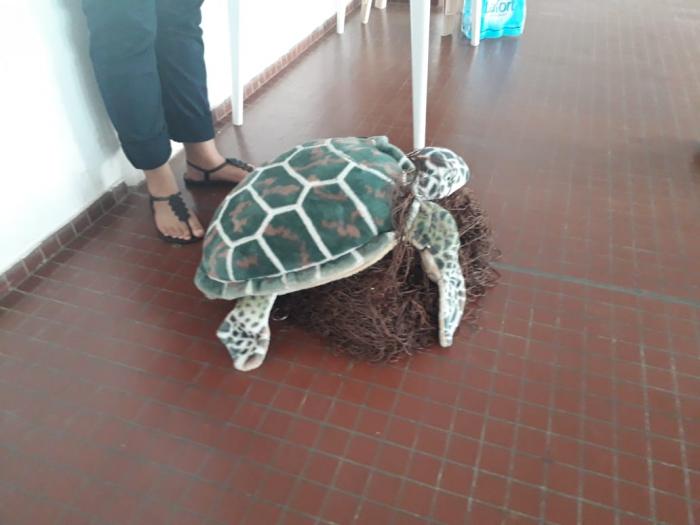 Tortues marines : des formations de réanimation pour les marins pêcheurs