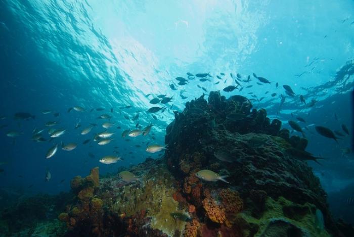TRANCHES D’HISTOIRE : « La Réserve Cousteau », d'abord un coup de pub