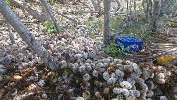 Trois braconniers d'oursins pris la main dans le sac à Sainte-Anne