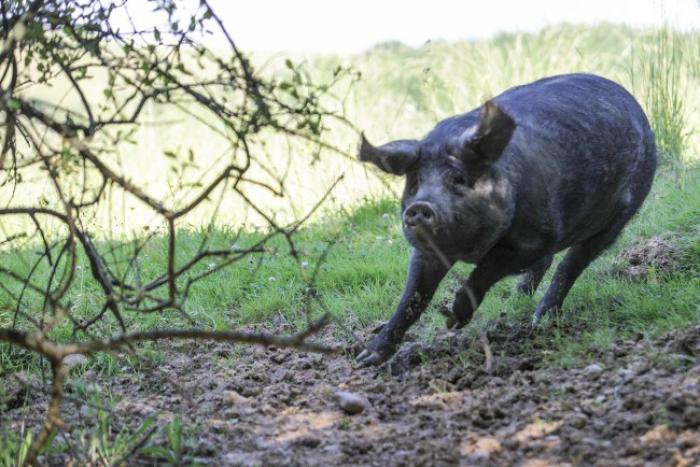 Tué par son cochon au Gosier