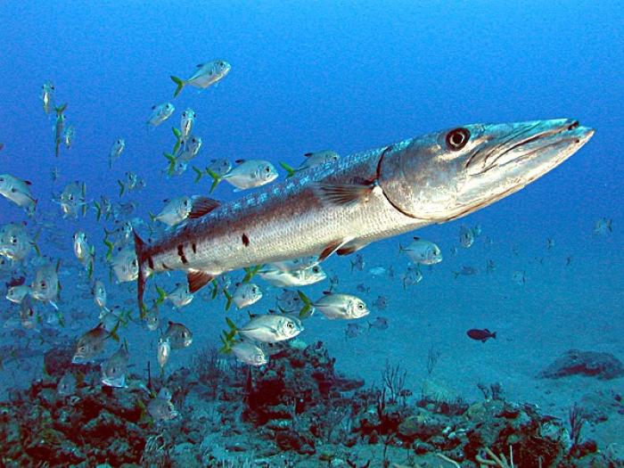 Un barracuda aperçu sur la plage du Souffleur